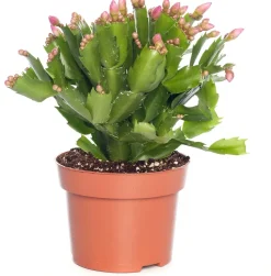 Intratuin Weihnachtskaktus (Schlumbergera) rosa D 13 H 35 cm| Kakteen & Sukkulenten|Weihnachtskaktus