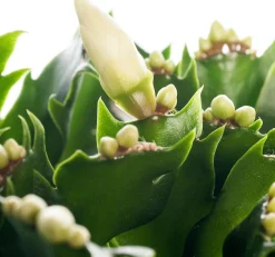 Intratuin Weihnachtskaktus (Schlumbergera) weiß D 13 H 35 cm| Kakteen & Sukkulenten|Weihnachtskaktus