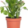 Intratuin Weihnachtskatus (Schlumbergera) lila D 9 H 25 cm| Kleine Zimmerpflanzen|Kakteen & Sukkulenten