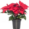 Intratuin Weihnachtsstern (Euphorbia pulcherrima 'Jester Red') D 10,5 H 25 cm| Kleine Zimmerpflanzen|Blühende Zimmerpflanzen