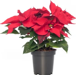 Intratuin Weihnachtsstern (Euphorbia pulcherrima 'Jester Red') D 10,5 H 25 cm| Kleine Zimmerpflanzen|Blühende Zimmerpflanzen
