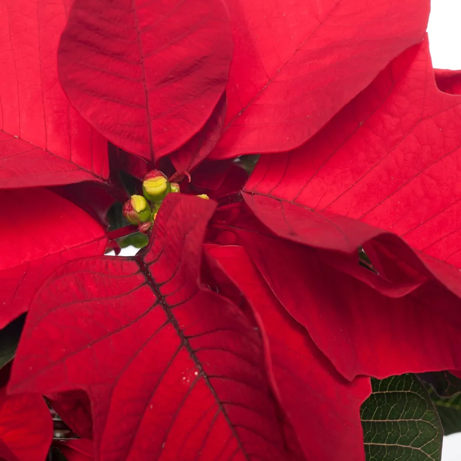Intratuin Weihnachtsstern (Euphorbia pulcherrima 'Jester Red') D 10,5 H 25 cm| Kleine Zimmerpflanzen|Blühende Zimmerpflanzen