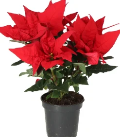 Intratuin Weihnachtsstern (Euphorbia pulcherrima 'Jester Red') D 10,5 H 25 cm| Kleine Zimmerpflanzen|Blühende Zimmerpflanzen