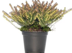 Intratuin Winterheide (Erica darleyensis 'Darley's Dale') D 12 H 20 cm| Blühende Pflanzen|Heide