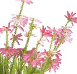 Intratuin Winterheide (Erica verticulata) D 12 H 25 cm| Blühende Pflanzen|Immergrüne Pflanzen