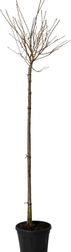 Intratuin Winterkirsche (Prunus subhirtella 'Autumnalis')| Kirschlorbeer