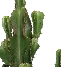 Intratuin Wolfsmilch (Euphorbia erytrea) D 27 H 135 cm| Für Sonne|Kakteen & Sukkulenten