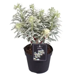 Intratuin Wolfsmilch (Euphorbia 'Silverswan') D 15 H 30 cm| Blühende Pflanzen|Immergrüne Pflanzen