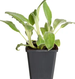 Intratuin Woll-Ziest (Stachys byzantina 'Silver Carpet') D 9 H 15 cm| Mehrjährige Pflanzen