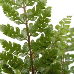 Intratuin Wurmfarn (Dryopteris affinis) D 17 H 35 cm| Farne|Pflanzen Für Schatten