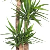 Intratuin Yucca Palme (Yucca elephantipes) D 27 cm H 130 cm| Für Sonne|Luftreinigende Pflanzen