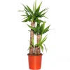 Intratuin Yucca Palme (Yucca elephantipes) D 24 cm H 110 cm| Für Sonne|Luftreinigende Pflanzen