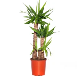 Intratuin Yucca Palme (Yucca elephantipes) D 24 cm H 110 cm| Für Sonne|Luftreinigende Pflanzen