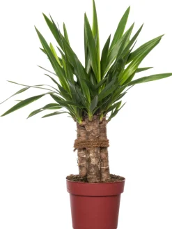 Intratuin Yucca-Palme (Yucca 'Maya Tree') D 19 cm H 60 cm| Für Sonne|Luftreinigende Pflanzen