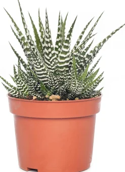 Intratuin Zebra-Haworthie (Haworthia fasciata 'Big Band') D 10,5 cm H 17 cm| Kleine Zimmerpflanzen|Grünpflanzen