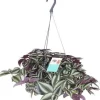 Intratuin Zebrakraut (Tradescantia zebrina 'Purpusii') D 17 H 30 cm| Kleine Zimmerpflanzen|Grünpflanzen
