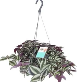 Intratuin Zebrakraut (Tradescantia zebrina 'Purpusii') D 17 H 30 cm| Kleine Zimmerpflanzen|Grünpflanzen