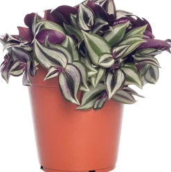 Intratuin Zebrakraut (Tradescantia zebrina) D 15 H 25 cm| Kleine Zimmerpflanzen|Grünpflanzen