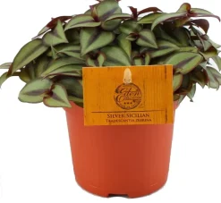 Intratuin Zebrakraut (Tradescantia zebrina 'Purpusii') D 10,5 H 15 cm| Kleine Zimmerpflanzen|Grünpflanzen