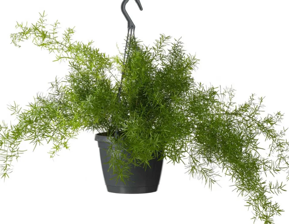 Intratuin Zierspargel im Hängetopf (Asparagus densiflorus 'Sprengeri') D 19 H 50 cm| Grünpflanzen|Asparagus
