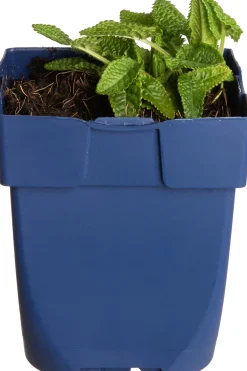 Intratuin Ziest (Stachys Monnieri 'Hummelo')| Winterharte Pflanzen|Mehrjährige Pflanzen