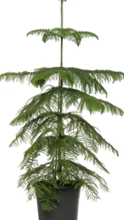 Intratuin Zimmertanne (Araucaria heterophylla) D 21 H 80 cm| Echte Weihnachtsbäume|Alternative Weihnachtsbäume