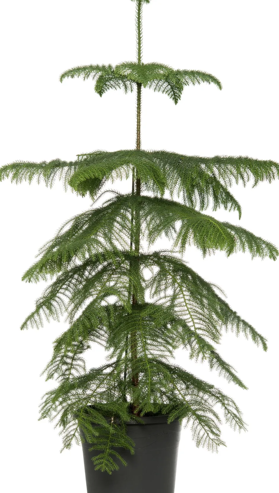 Intratuin Zimmertanne (Araucaria heterophylla) D 21 H 80 cm| Echte Weihnachtsbäume|Alternative Weihnachtsbäume