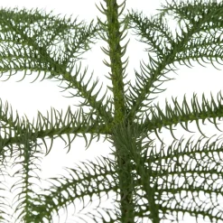 Intratuin Zimmertanne (Araucaria heterophylla) D 21 H 80 cm| Echte Weihnachtsbäume|Alternative Weihnachtsbäume