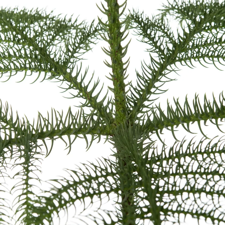 Intratuin Zimmertanne (Araucaria heterophylla) D 21 H 80 cm| Echte Weihnachtsbäume|Alternative Weihnachtsbäume
