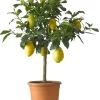 Intratuin Zitronenbaum (Citrus 'Lemon') D 26 H 130 cm| Blühende Pflanzen|Obstbäume & -Sträucher