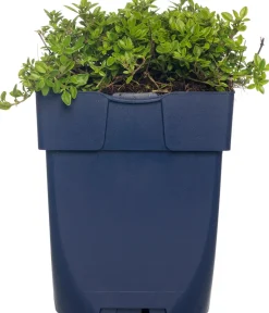 Intratuin Zitronen-Thymian (Thymus Citriodorus 'Aureus') D 11 cm| Obst, Gemüse & Kräuter|Kräuterpflanzen