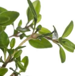 Intratuin Zitronen-Thymian (Thymus Citriodorus 'Aureus') D 11 cm| Obst, Gemüse & Kräuter|Kräuterpflanzen