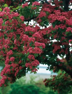 Intratuin Zweigriffeliger Weißdorn (Crataegus laevigata 'Paul's Scarlet') D 32 H 175 cm| Blühende Pflanzen|Winterharte Pflanzen