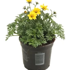 Intratuin Zweizahn (Bidens) D 10,5 H 20 cm| Blühende Pflanzen|Einjährige Pflanzen