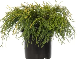 Intratuin Zwerg-Fadenzypresse (Chamaecyparis pisifera 'Sungold') D 17 H 20 cm| Immergrüne Pflanzen|Winterharte Pflanzen