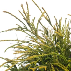 Intratuin Zwerg-Fadenzypresse (Chamaecyparis pisifera 'Sungold') D 17 H 20 cm| Immergrüne Pflanzen|Winterharte Pflanzen