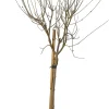 Intratuin Zwergflieder (Syringa meyeri 'Palibin') D 23 H 60 cm| Winterharte Pflanzen|Flieder