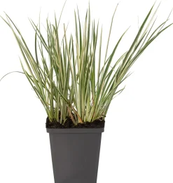 Intratuin Zwergkalmus (Acorus gramineus 'Calamus')| Teichpflanzen|Immergrüne Pflanzen