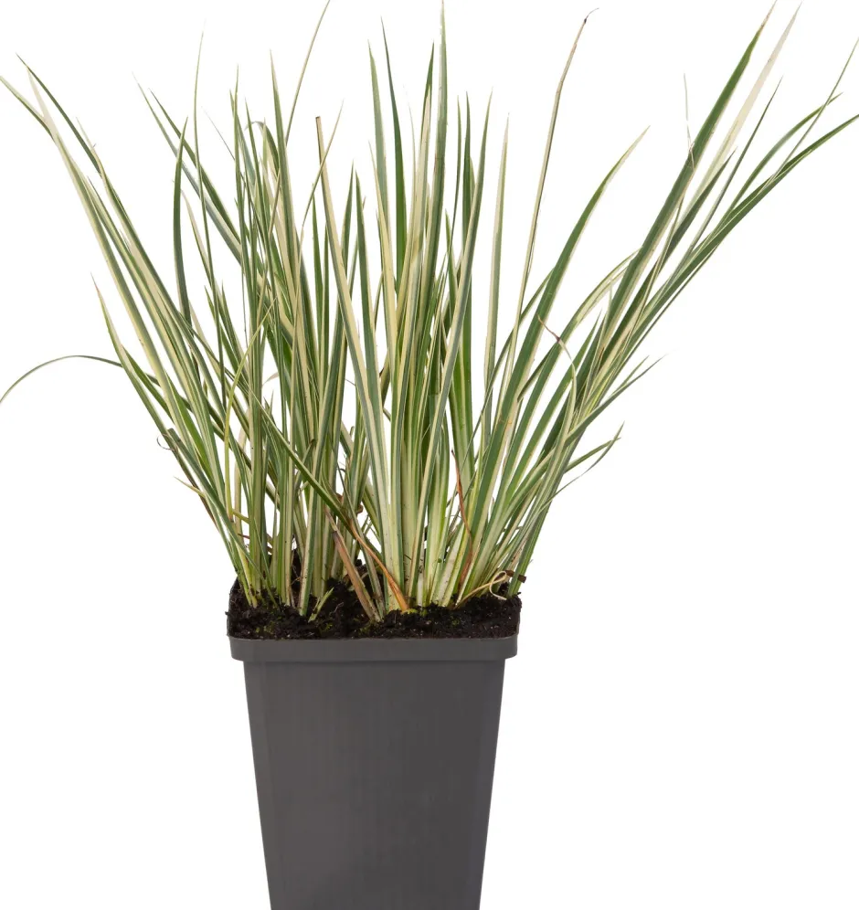 Intratuin Zwergkalmus (Acorus gramineus 'Calamus')| Teichpflanzen|Immergrüne Pflanzen