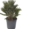 Intratuin Zwergpalme (Chamaerops humilis 'Compacta') D 22 H 60 cm| Palmen