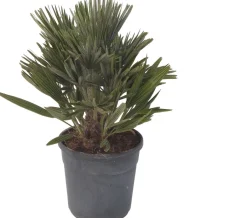Intratuin Zwergpalme (Chamaerops humilis 'Compacta') D 22 H 60 cm| Palmen