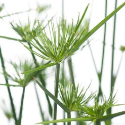 Intratuin Zwergpapyrus (Cyperus haspan) D 12 cm H 50 cm| Grünpflanzen