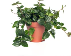 Intratuin Zwergpfeffer (Peperomia angulata) D 12 H 15 cm| Kleine Zimmerpflanzen|Grünpflanzen
