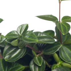 Intratuin Zwergpfeffer (Peperomia angulata) D 12 H 15 cm| Kleine Zimmerpflanzen|Grünpflanzen