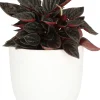 Intratuin Zwergpfeffer (Peperomia caperata) D 11 H 25 cm| Grünpflanzen