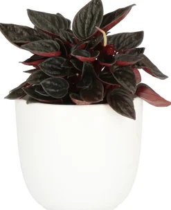 Intratuin Zwergpfeffer (Peperomia caperata) D 11 H 25 cm| Grünpflanzen