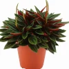 Intratuin Zwergpfeffer (Peperomia caperata 'Rosso') D 12 H 20 cm| Kleine Zimmerpflanzen|Grünpflanzen