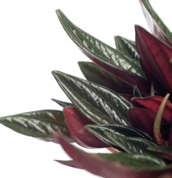 Intratuin Zwergpfeffer (Peperomia caperata 'Rosso') D 12 H 20 cm| Kleine Zimmerpflanzen|Grünpflanzen