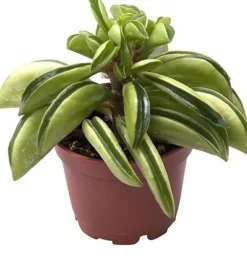 Intratuin Zwergpfeffer (Peperomia 'Firesparks') D 6 H 15 cm| Kleine Zimmerpflanzen|Grünpflanzen