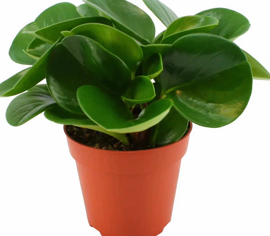 Intratuin Zwergpfeffer (Peperomia obtusifolia 'Green Gold') D 12 cm H 20 cm| Kleine Zimmerpflanzen|Grünpflanzen